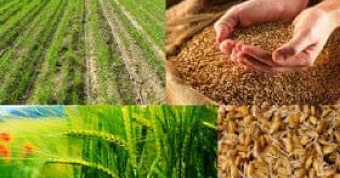 تخصیص کودهای یارانه ای صرفا برای مصرف محصولات الگوی کشت استان چهارمحال وبختیاری
