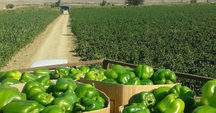 آغاز برداشت فلفل در شهرستان میناب