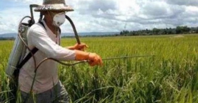 مبارزه با آفات و علف های هرز در مزارع کلزا استان مازندران