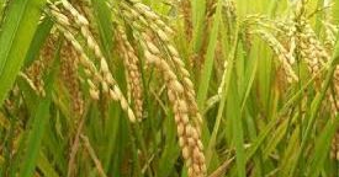 مبارزه با آفات برنج در 345 هکتار در نکاء استان مازندران