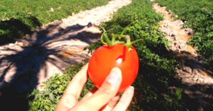 جلسه توجیهی محصول سالم در میناب