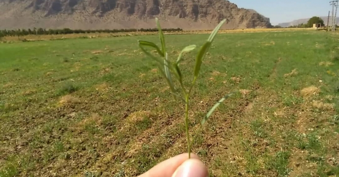 کاشت ماش جهت تولید کود سبز در استهبان  استان فارس آغاز شد