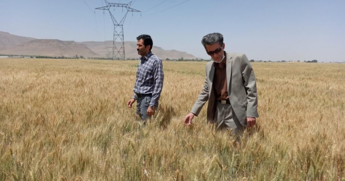 بازدید از مزرعه پایلوت تغذیه ای گندم استان مرکزی - خرداد ماه 1399
