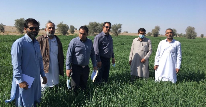 بازدیدازمزارع گندم شهرستان دلگان