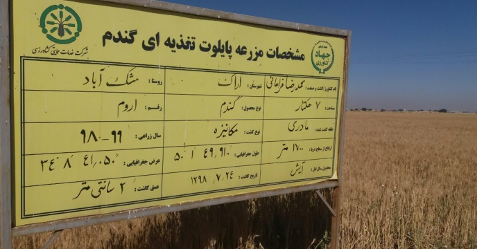 برگزاری روز مزرعه با حضور مسئولین  محترم در مزرعه نمایشی پایلوت گندم - استان مرکزی  تیرماه 1399