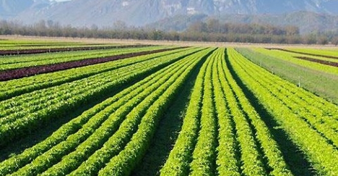 4محصول کلزا ، گندم ، جو و علوفه در صدر کشت های پاییزه مازندران
