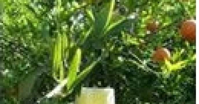 مبارزه با مگس میوه در باغات مرکبات و درختان و سیاه ریشه محمود آباد استان مازندران