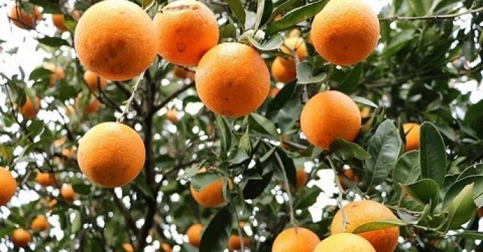 پیش بینی تولید 28 هزار تن مرکبات در گلوگاه استان مازندران