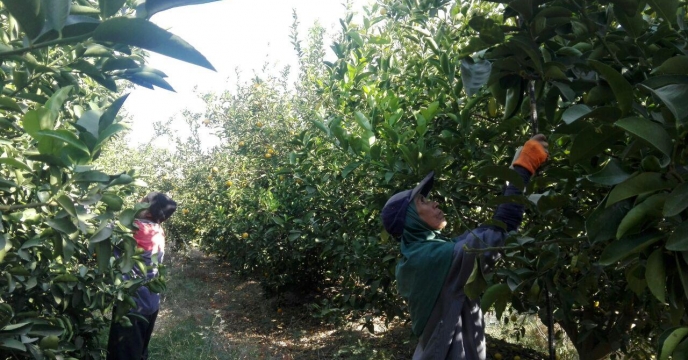آغاز برداشت مرکبات در شهرستان ارزوئیه استان کرمان