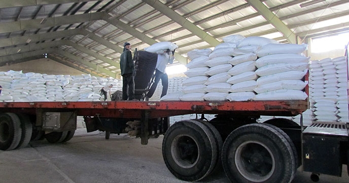 تأمین و توزیع 75 تن کود شیمیایی ازته در مردادماه توسط شرکت خدمات حمایتی کشاورزی استان همدان برای شهرستان تویسرکان