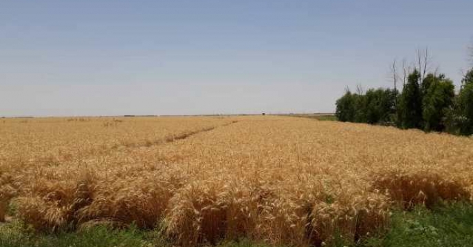 بازدید از برداشت گندم مزارع طرح الگویی مشارکتی تغذیه گیاهی