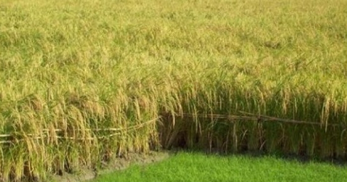 نشاء مجدد در بیش از 9 هزار هکتار از اراضی شالیزاری بابلسر