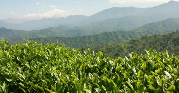مدیر شرکت خدمات حمایتی کشاورزی استان گیلان از سهمیه نهاده های کشاورزی اداره چای استان  گفت