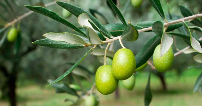 تداوم حمایت از تولید؛ تامین ۵۴۵ تن کود کشاورزی به باغداران زیتون استان توسط شرکت خدمات حمایتی کشاورزی استان قزوین