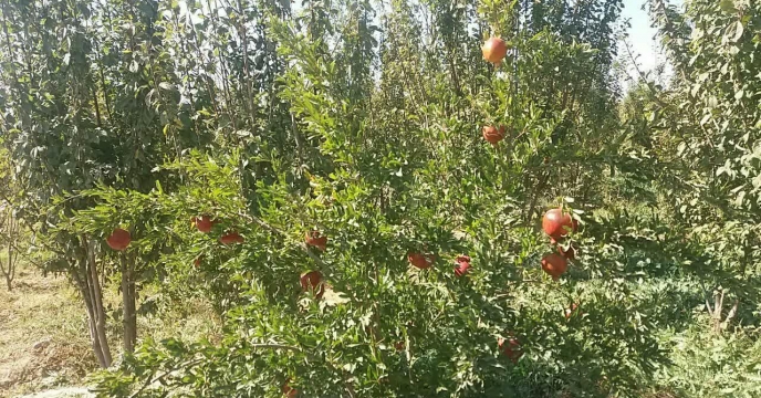 توزیع  کود کشاورزی  اوره  در باغات انارشهرستان ساوه و زرندیه استان مرکزی 