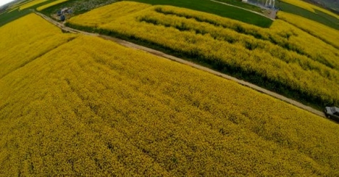 پویایی و آمادگی کارگزاران در مازندران برای توسعه کشت پاییزه 