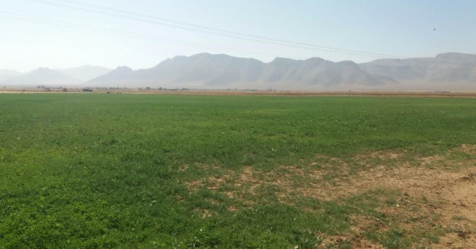 بازدید از مزرعه پایلوت تغذیه ای گندم اسفند ماه سالجاری در استان مرکزی 