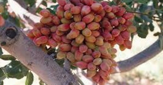 آغاز برداشت پسته در شهرستان دامغان