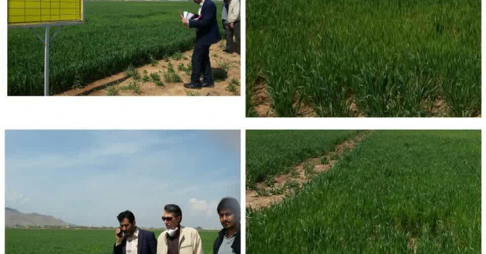 بازدید از مزرعه پایلوت تغذیه گیاهی گندم در استان مرکزی 