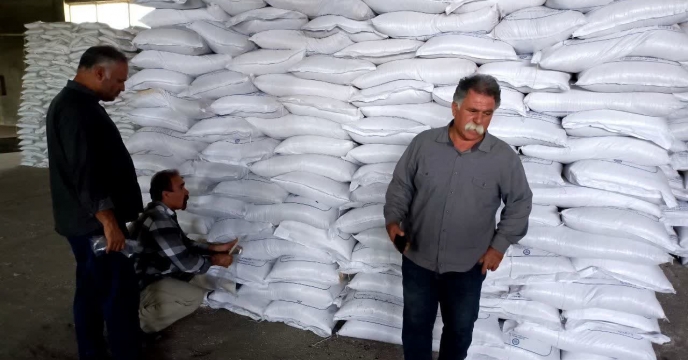 انجام کنترل کیفی از کود کشاورزی سولفات پتاسیم گرانوله توسط کارشناسان شرکت خدمات حمایتی کشاورزی استان کرمانشاه