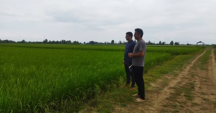 نظارت و بررسی کارشناس تولید بذر از زمین زراعی آقای  معتمدی روستای کیشستان در توابع صومعه سرا