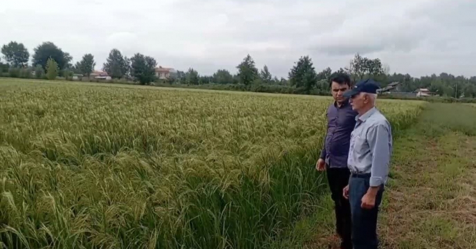 بازرسی دوره ای کارشناس تولید بذر از زمین زراعی آقای کاسب روستای گیل پردسر در توابع سنگر