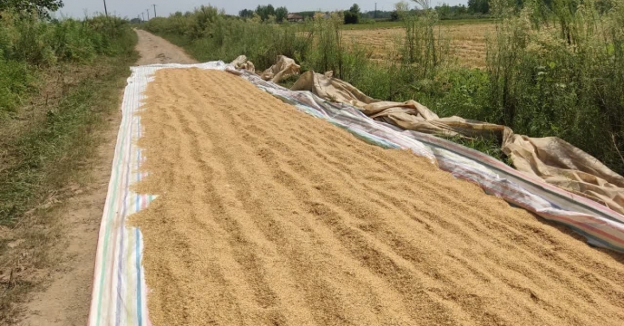 بازدید کارشناس تولید بذر شرکت خدمات حمایتی کشاورزی از زمین زراعی واقع درگل کوه صومعه سرا