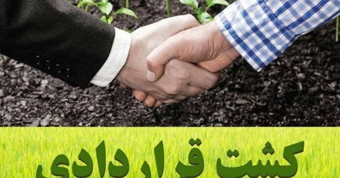 اهداف و انتظارت اجرای کشت قراردادی با تامین به موقع کود های فسفاته و پتاسه در گلستان