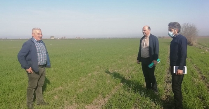 بازدید از مزرعه تکثیری گندم  حسین  دزج در روستای هاشم آباد  گرگان