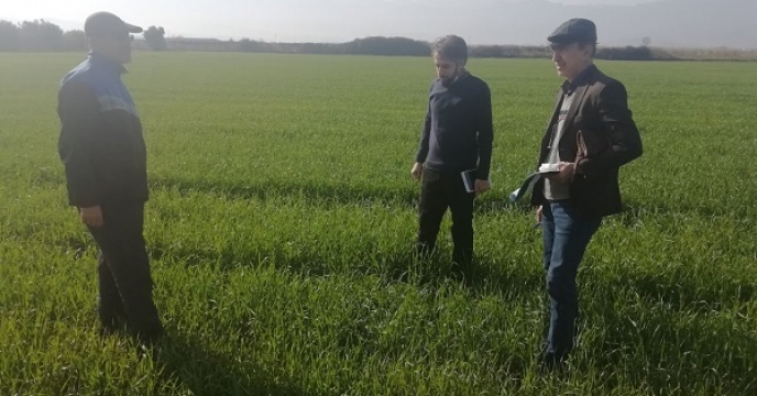 بازدید از مزرعه تکثیری موسسه تحقیقات پنبه کشور در روستای هاشم آباد گرگان