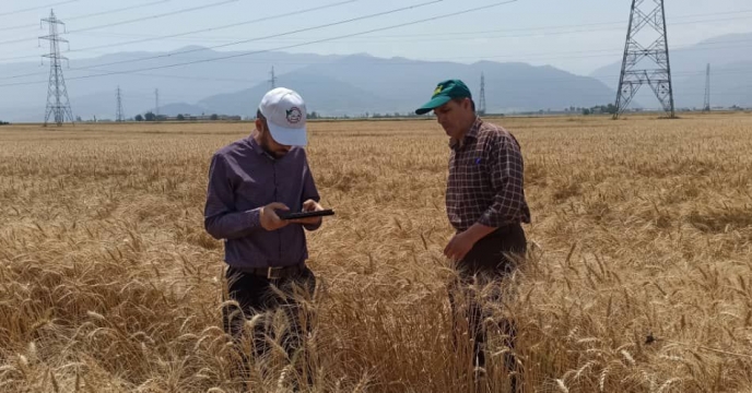 بازدید از  مزرعه تکثیری  محمود محمودی  در روستای باقر آباد شهرستان  علی آباد