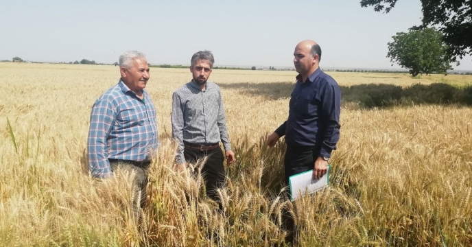 بازدید مزرعه تکثیری  حسین دزج در روستای  لمسک شهرستان گرگان  استان گلستان