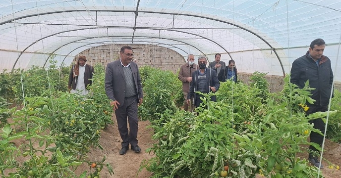 بازدید مدیر فنی و بهبود کیفیت بذرونهال ستاد از گلخانه های شهرستان زهک در 8 اسفند 1402