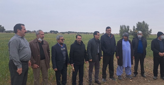 بازدید از مزارع تولید بذر واقع در زابل ریگ چاه اسفند ماه سال جاری