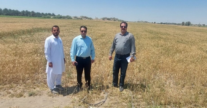 بازدید ازمزارع گندم شهرستان جلگه با حضور همکاران 