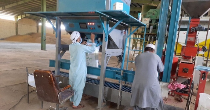 مقدار 620 تن بذور گندم در انبار 5000 تنی شهرستان بمپور بوجاری شد 