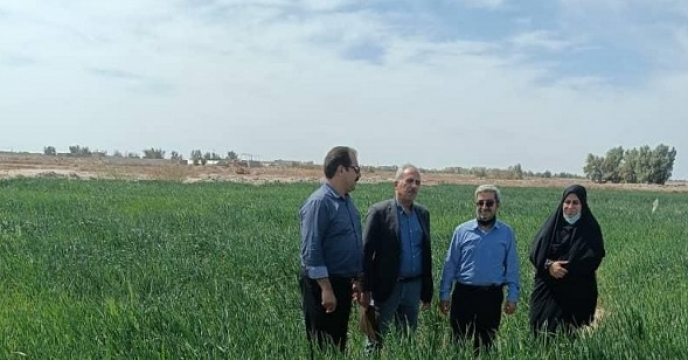 بازدید مسئول بذر شرکت خدمات حمایتی کشاورزی استان سیستان وبلوچستان از مزارع تولید بذر گندم منطقه بنجار 