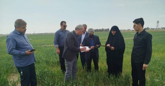 بازدید از مزارع تولید بذر گندم شهرستان زهک توسط مسئول بذر شرکت خدمات حمایتی کشاورزی استان سیستان وبلوچستان انجام شد 