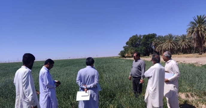 بازدید از مزارع تولید بذر گندم شهرستان بمپور در اسفندماه سال جاری انجام شد.