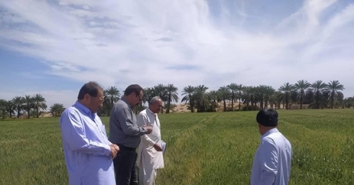 بازدید از مزارع تولید بذر گندم شهرستان ایرانشهر توسط مسئول بذر شرکت خدمات حمایتی کشاورزی استان سیستان وبلوچستان انجام شد 