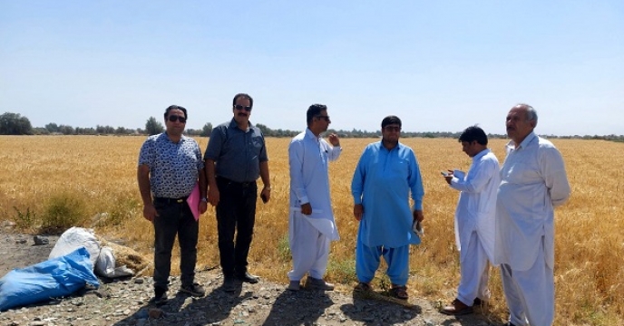 بازدید از مزارع تولید بذر گندم شهرستان بمپور توسط مسئول بذر شرکت خدمات حمایتی کشاورزی استان سیستان وبلوچستان 