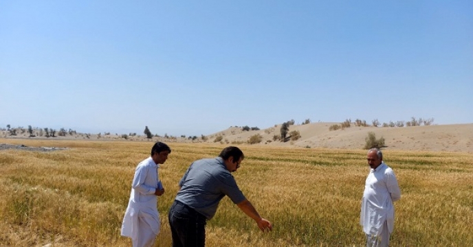  از مزارع تولید بذر گندم شهرستان ایرانشهر بازدید شد