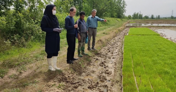بازدیدکارشناس مربوطه از سازمان بهمراه کارشناسان بذر شرکت خدمات حمایتی کشاورزی استان گیلان از خزانه پرورش نشای پیمانکاران تکثیربذر در روستای آبکنار واقع در شهرستان بندر انزلی