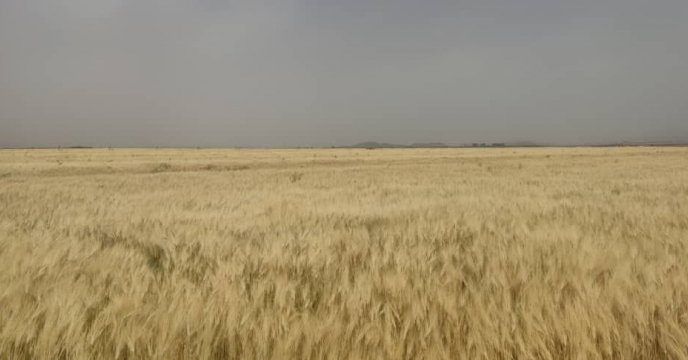  فصل خرید گندم در استان گلستان توسط شرکت خدمات حمایتی شروع شد 