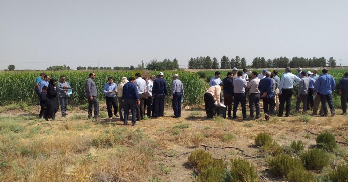 حضور مدیر شرکت خدمات حمایتی کشاورزی استان قم در مراسم افتتاحیه کاروان بازدیدهای ترویجی از مزارع نمایشی و سایت های الگویی