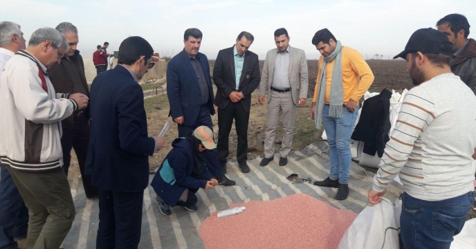 حضور کارشناس فنی مدیریت  فنی  و بهبود کیفیت بذر و  نهال خدمات حمایتی کشاورزی در اجرای طرح پایلوت تغذیه ای گندم در گلستان