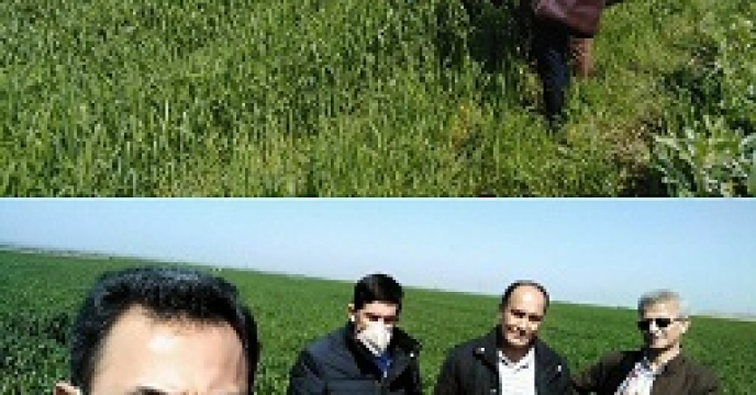 بازدید از طرح پیلوت تغذیه ای  گندم در گلستان