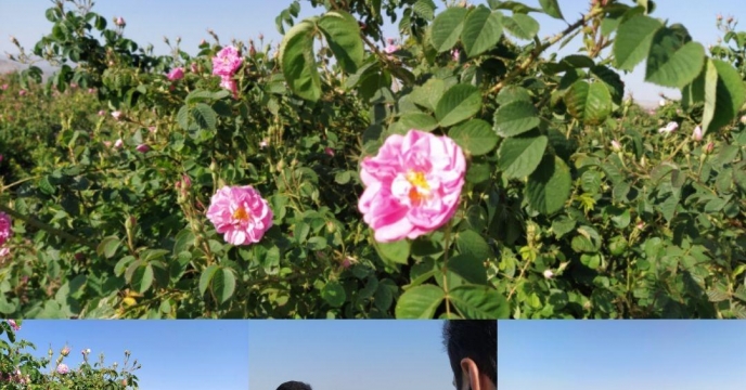 آغاز برداشت گل محمدی در استان قم
