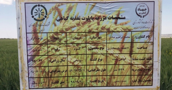 نظارت مستمر بر مراحل اجرای طرح پایلوت تغذیه ای گندم، استان خراسان رضوی