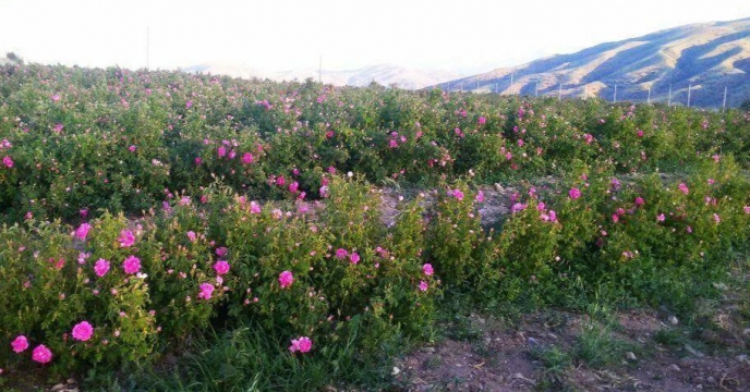 تامین کودهای مورد نیاز مزارع گل محمدی استان قم